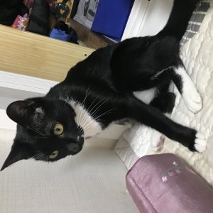 고양이를 찾습니다 고양이 전단지