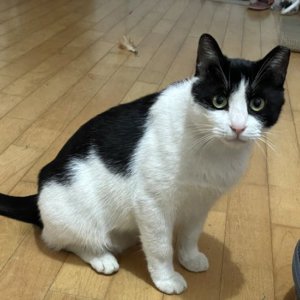 고양이 실종 코리아쇼트헤어 서울특별시 동작구