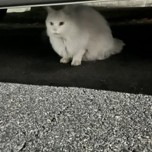 고양이 주인을 찾습니다 고양이 전단지