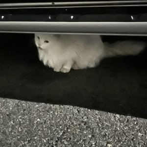 고양이 목격 페르시안 충청북도 청주시 청원구