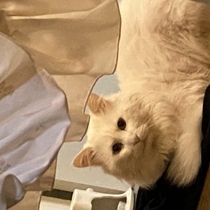 고양이를 찾습니다 고양이 전단지