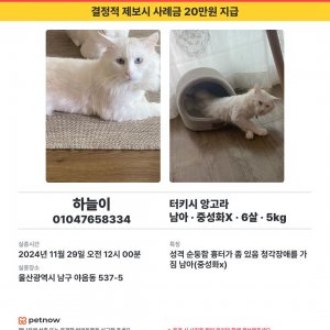 고양이 실종 터키시앙고라 울산광역시 남구