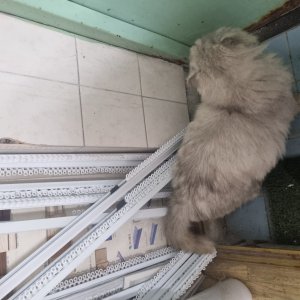 고양이 주인을 찾습니다 페르시안 충청북도 충주시