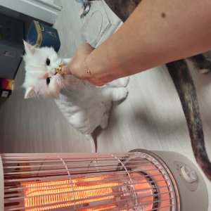 고양이를 찾습니다 페르시안 서울특별시 서대문구