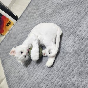 고양이 실종 페르시안 서울특별시 서대문구