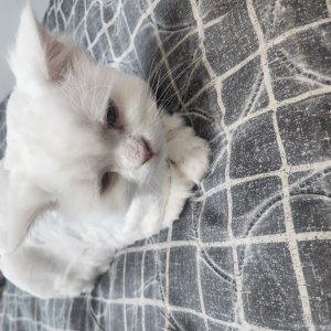 고양이를 찾습니다 페르시안 서울특별시 서대문구