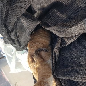 고양이 주인을 찾습니다 기타묘종 충청남도 보령시