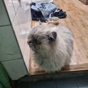 고양이 구조 페르시안 충청북도 충주시