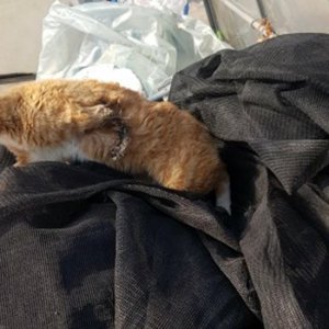 고양이 구조 기타묘종 충청남도 보령시