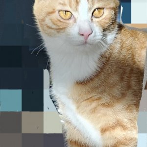 고양이 실종 코리아쇼트헤어 제주특별자치도 제주시
