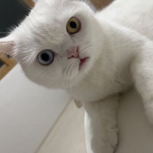 고양이 실종 브리티시쇼트헤어 경기도 고양시 일산서구