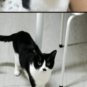 고양이 실종 코리아쇼트헤어 서울특별시 송파구
