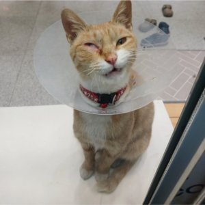 고양이 실종 코리아쇼트헤어 경상북도 경산시