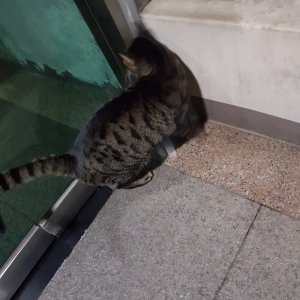 고양이 주인을 찾습니다 믹스묘 경기도 수원시 팔달구