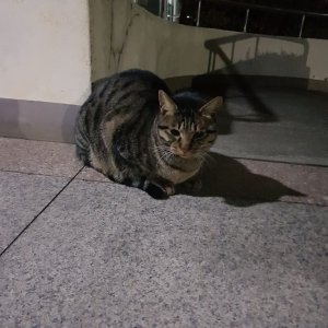고양이 목격 믹스묘 경기도 수원시 팔달구