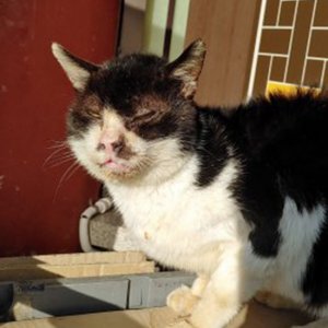 고양이 목격 기타묘종 서울특별시 성북구