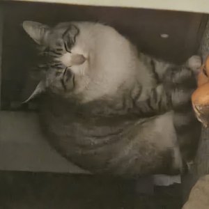 고양이 주인을 찾습니다 기타묘종 광주광역시 서구