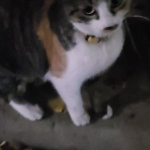 고양이 실종 코리아쇼트헤어 경상북도 포항시 남구