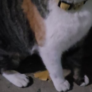 고양이를 찾습니다 고양이 전단지