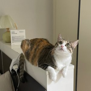 고양이 실종 코리아쇼트헤어 제주특별자치도 제주시