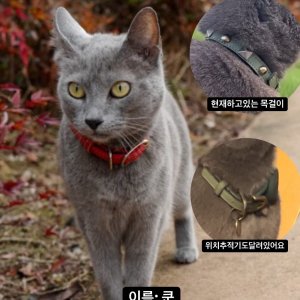 고양이 실종 러시안블루 충청남도 공주시