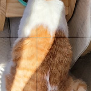고양이를 찾습니다 코리아쇼트헤어 강원도 원주시