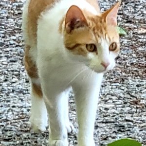 고양이 실종 코리아쇼트헤어 강원도 원주시