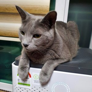 고양이를 찾습니다 고양이 전단지