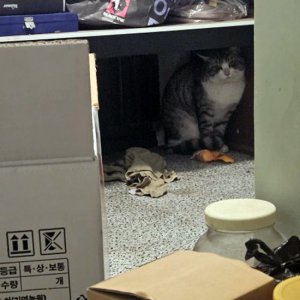 고양이 목격 기타묘종 광주광역시 서구