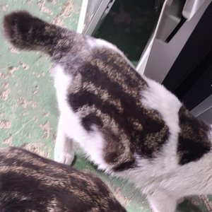 고양이 실종 코리아쇼트헤어 경기도 안산시 상록구