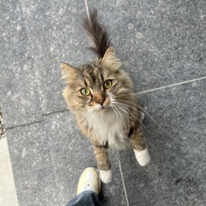 고양이 목격 노르웨이지안포레스트캣 충청북도 청주시 흥덕구