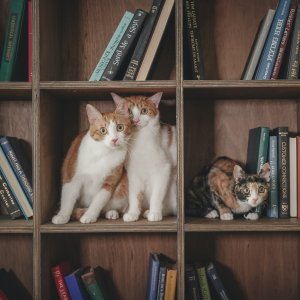 고양이 실종 코리아쇼트헤어 경기도 수원시 장안구