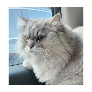 고양이 구조 페르시안 부산광역시 부산진구