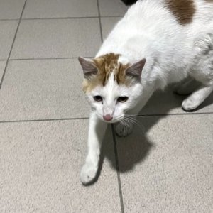 고양이 목격 기타묘종 충청남도 천안시 서북구