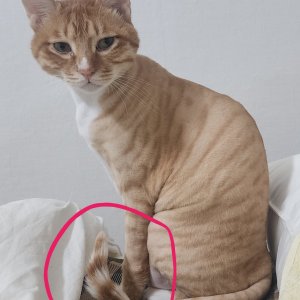 고양이 실종 코리아쇼트헤어 대구광역시 달서구