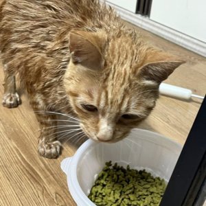 고양이 구조 코리아쇼트헤어 대구광역시 달서구