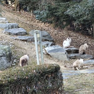 고양이 목격 샴 경기도 용인시 기흥구