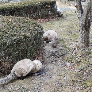 고양이 주인을 찾습니다 고양이 전단지
