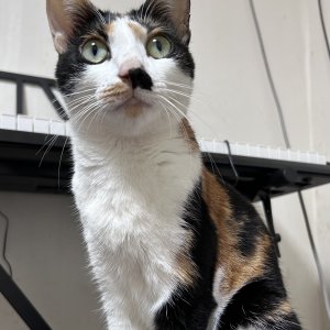 고양이 실종 코리아쇼트헤어 서울특별시 관악구