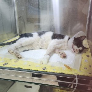 고양이 구조 기타묘종 경기도 안양시 만안구