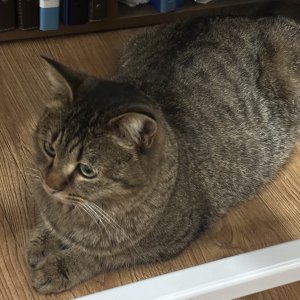 고양이 구조 코리아쇼트헤어 충청북도 청주시 서원구