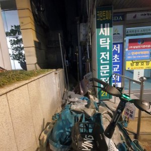 고양이 목격 기타묘종 서울특별시 서초구