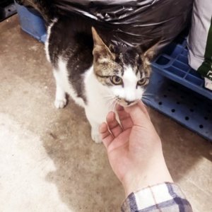 고양이 구조 코리아쇼트헤어 대전광역시 대덕구