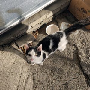 고양이 구조 기타묘종 울산광역시 울주군