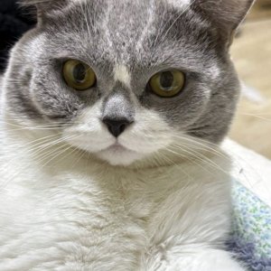 고양이 실종 브리티시쇼트헤어 인천광역시 부평구