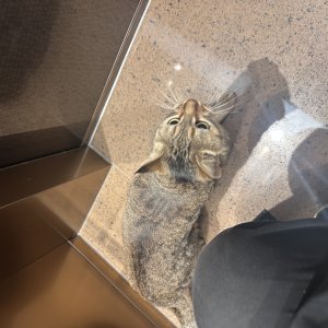 고양이 주인을 찾습니다 고양이 전단지