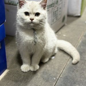 고양이를 찾습니다 고양이 전단지