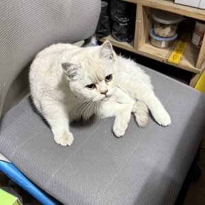 고양이 실종 브리티시쇼트헤어 서울특별시 송파구