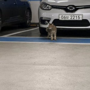 고양이 목격 아메리칸쇼트헤어 경기도 김포시