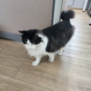 고양이 실종 노르웨이지안포레스트캣 경상북도 경주시
